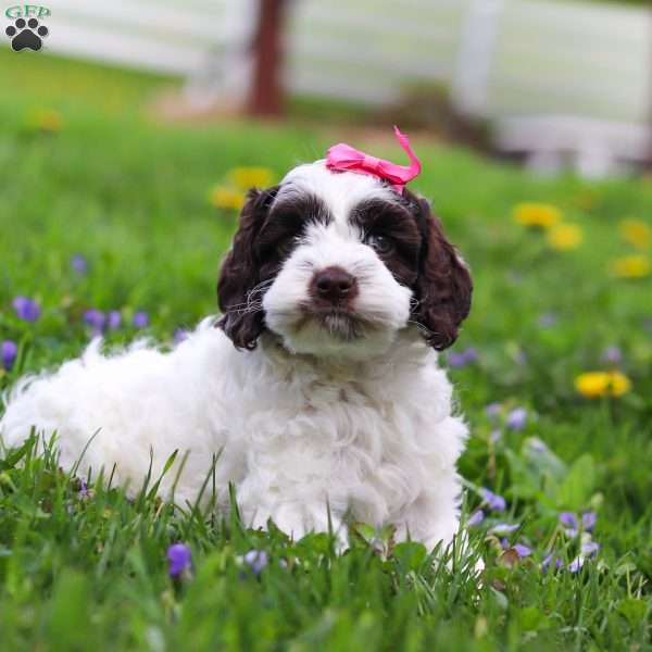 Joselyn, Cockapoo Puppy