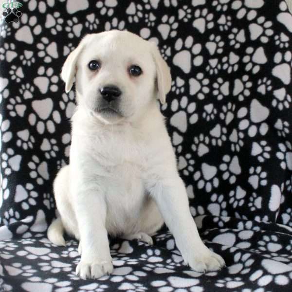 Josephine, Yellow Labrador Retriever Puppy