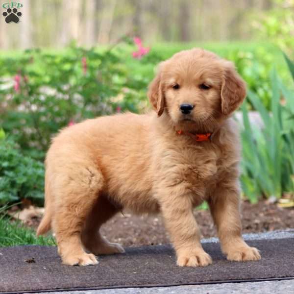Josh, Golden Retriever Puppy