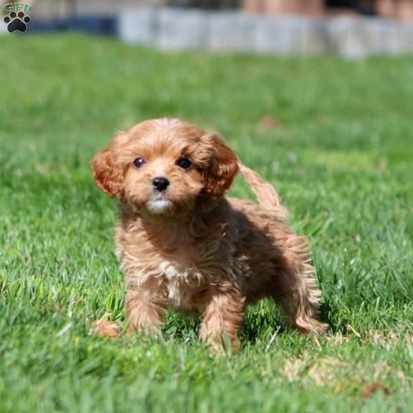 Josh, Cavapoo Puppy