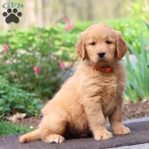 Josh, Golden Retriever Puppy