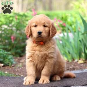 Josh, Golden Retriever Puppy