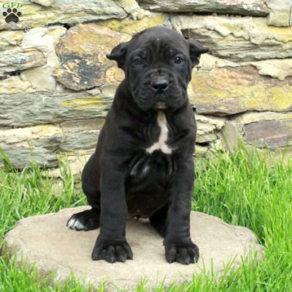 Josie, Cane Corso Puppy