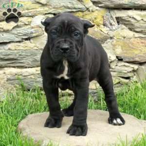 Josie, Cane Corso Puppy