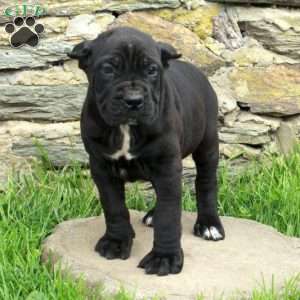 Josie, Cane Corso Puppy