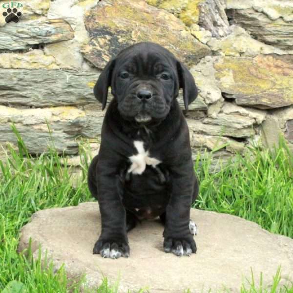 Joy, Cane Corso Puppy