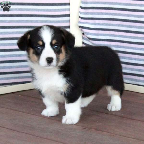 Joy, Welsh Corgi Mix Puppy