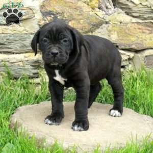 Joy, Cane Corso Puppy