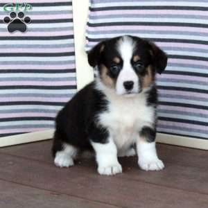 Joy, Welsh Corgi Mix Puppy