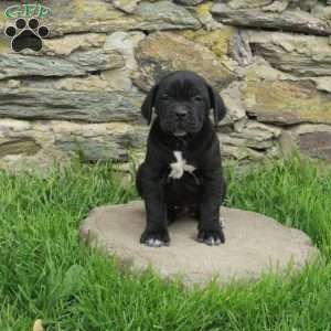 Joy, Cane Corso Puppy