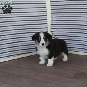 Joy, Welsh Corgi Mix Puppy