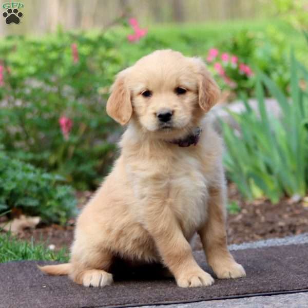 Joy, Golden Retriever Puppy