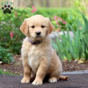 Joy, Golden Retriever Puppy
