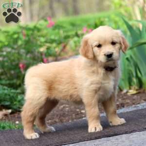Joy, Golden Retriever Puppy