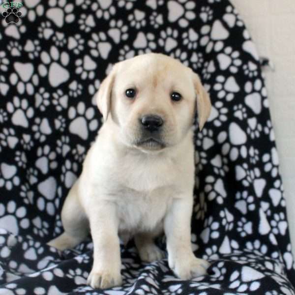 Jude, Yellow Labrador Retriever Puppy