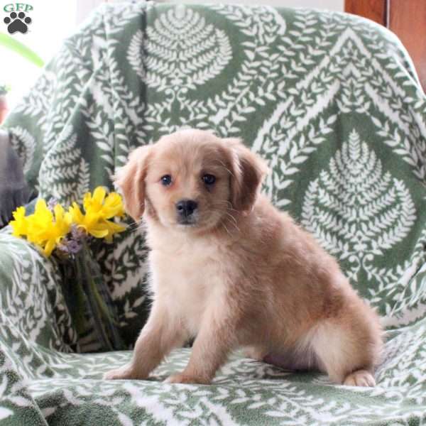 Jude, Cavalier King Charles Mix Puppy