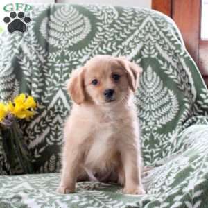 Jude, Cavalier King Charles Mix Puppy