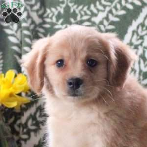 Jude, Cavalier King Charles Mix Puppy
