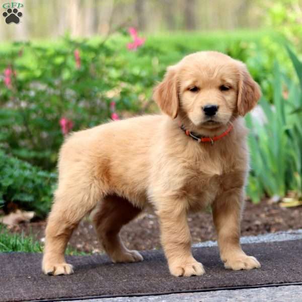 Judy, Golden Retriever Puppy