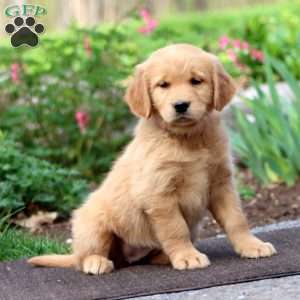 Judy, Golden Retriever Puppy