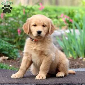 Judy, Golden Retriever Puppy