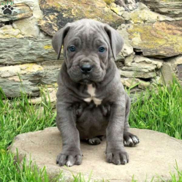 Julep, Cane Corso Puppy