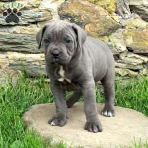 Julep, Cane Corso Puppy