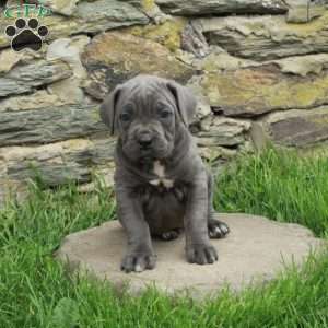 Julep, Cane Corso Puppy