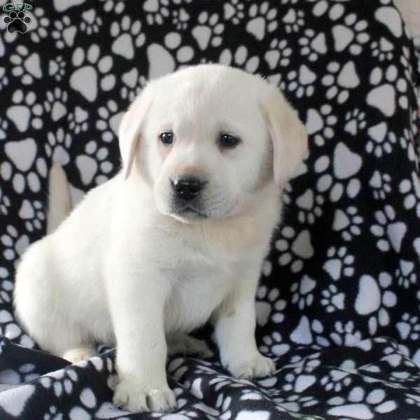 Julian, Yellow Labrador Retriever Puppy