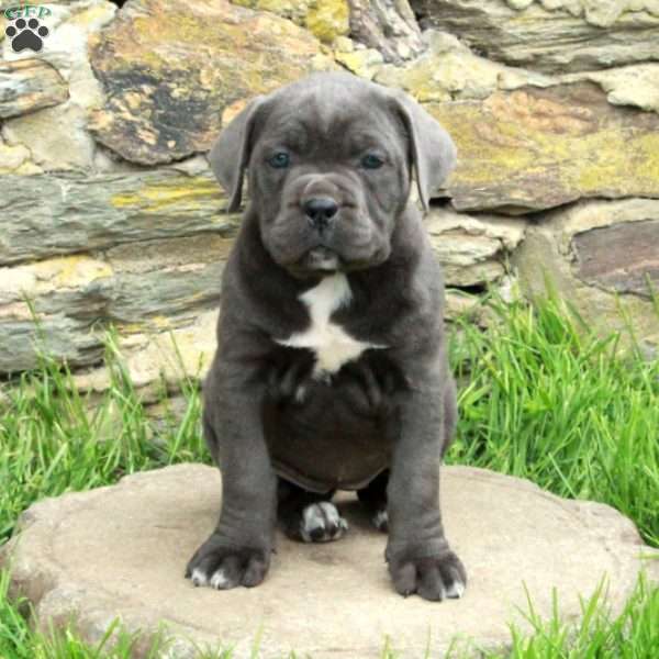 Julie, Cane Corso Puppy