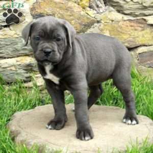 Julie, Cane Corso Puppy
