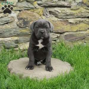 Julie, Cane Corso Puppy