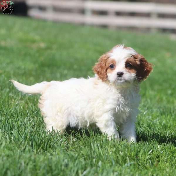 Julie, Cavapoo Puppy