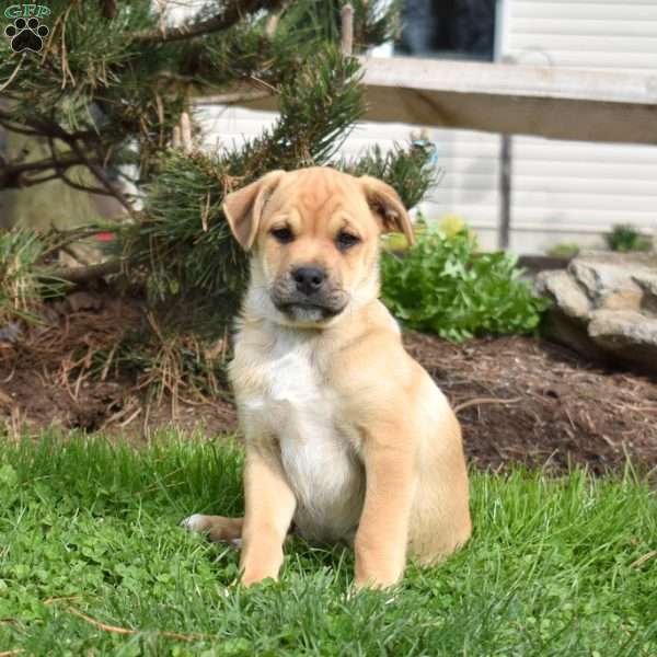Jumper, Collie Mix Puppy