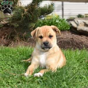 Jumper, Collie Mix Puppy