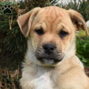 Jumper, Collie Mix Puppy