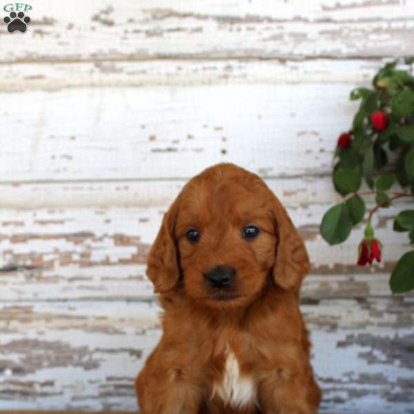 Jumper, Mini Goldendoodle Puppy