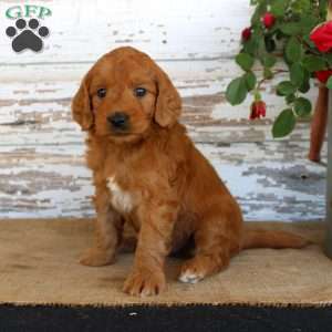 Jumper, Mini Goldendoodle Puppy