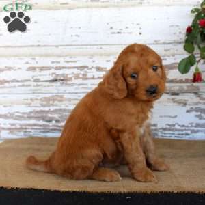 Jumper, Mini Goldendoodle Puppy