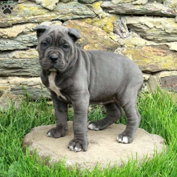 June, Cane Corso Puppy