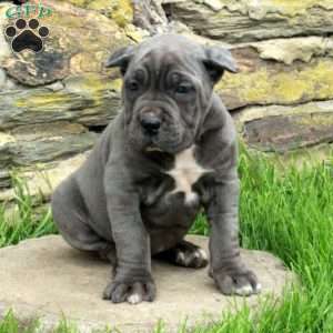 June, Cane Corso Puppy