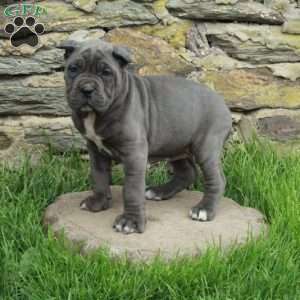 June, Cane Corso Puppy