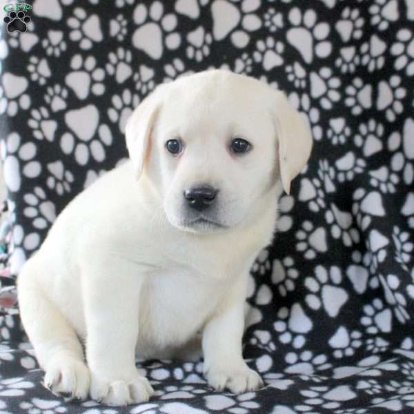 Juniper, Yellow Labrador Retriever Puppy