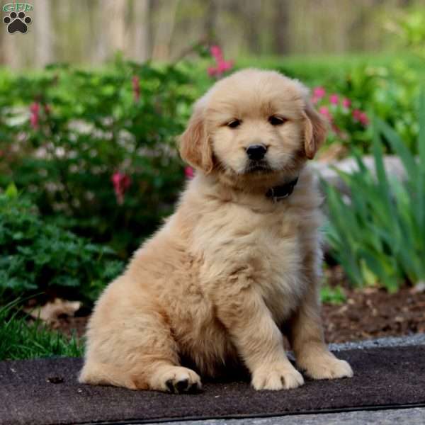 Justin, Golden Retriever Puppy