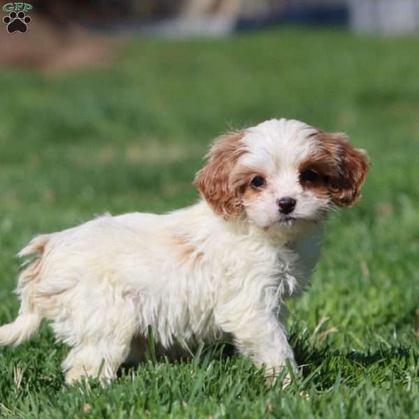 Justin, Cavapoo Puppy