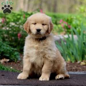Justin, Golden Retriever Puppy
