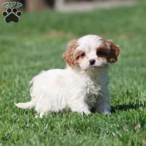 Justin, Cavapoo Puppy