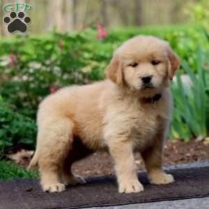 Justin, Golden Retriever Puppy