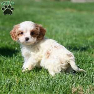 Justin, Cavapoo Puppy