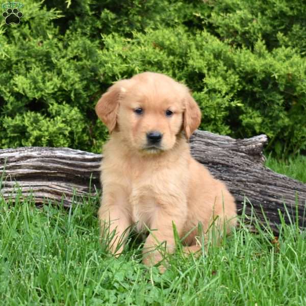 Kade, Golden Retriever Puppy